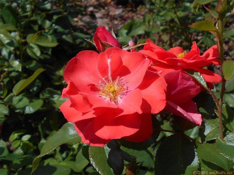 烟花月季的优缺点