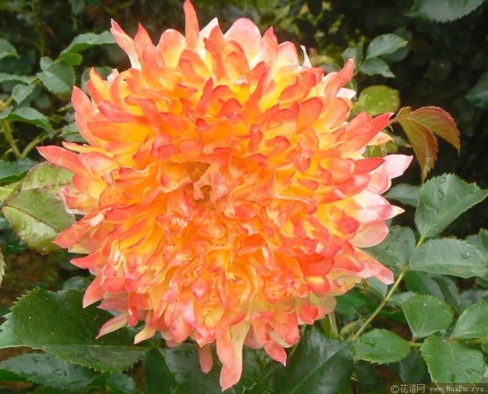 烟花波浪月季的优缺点