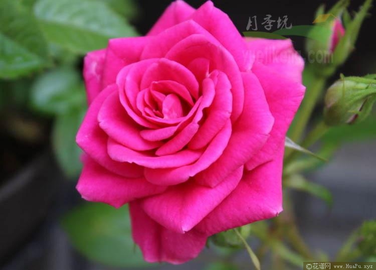 热吻柯德娜月季的优缺点