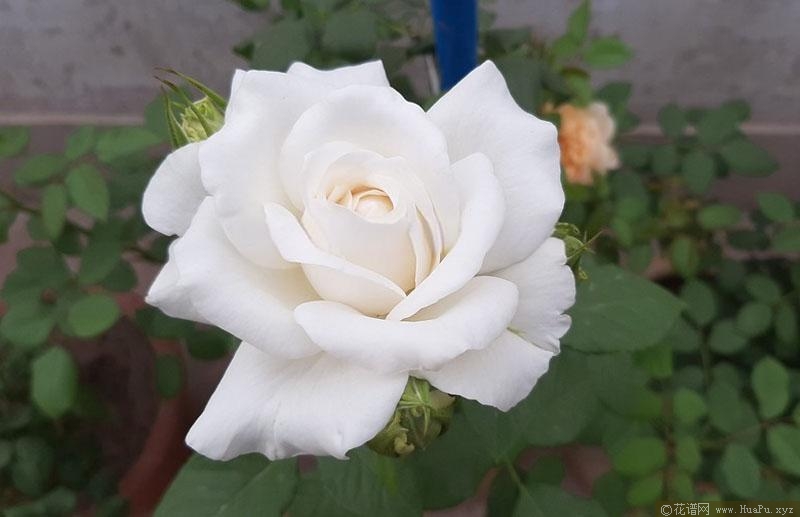 玛利亚·施莱沃月季的优缺点
