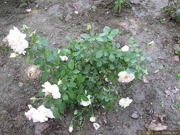 玛蒂尔达月季的优缺点