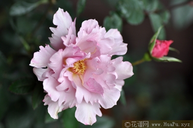 玫瑰时装月季的优缺点