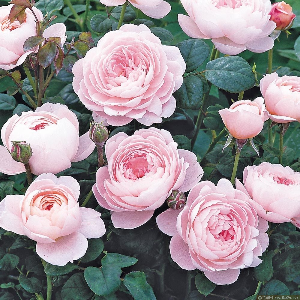瑞典女王月季的优缺点