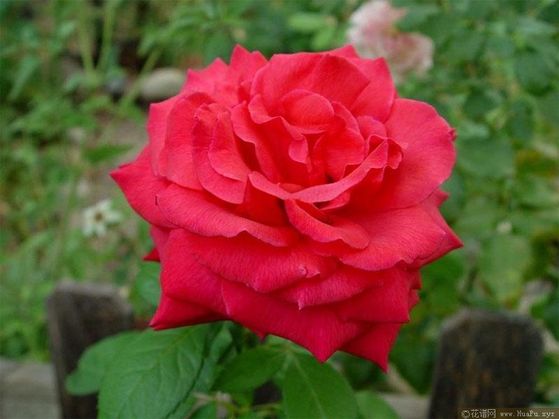 甜甜蜜蜜/甜蜜伊人月季的优缺点