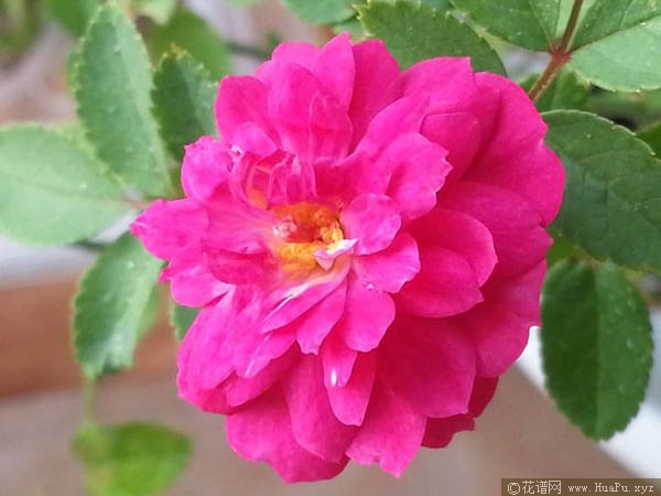 甜蜜马车/爆香紫月季的优缺点