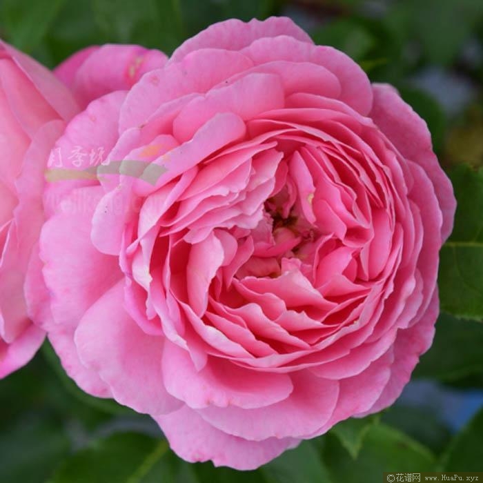 疯狂交际花月季的优缺点
