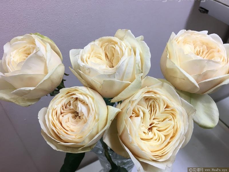 白玉月季的优缺点