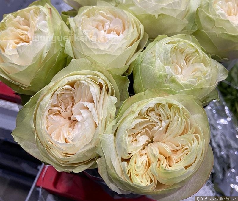 白色卡哈拉/夏雨荷月季的优缺点