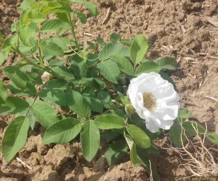 白花紫枝玫瑰月季的优缺点