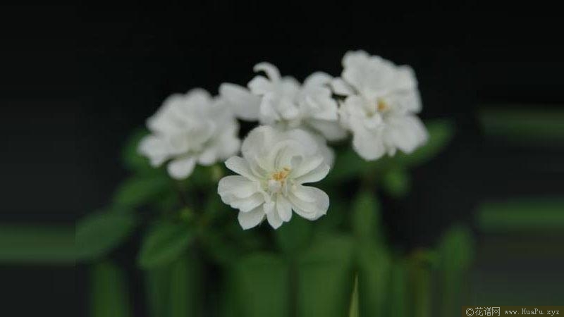 白莲花月季的优缺点