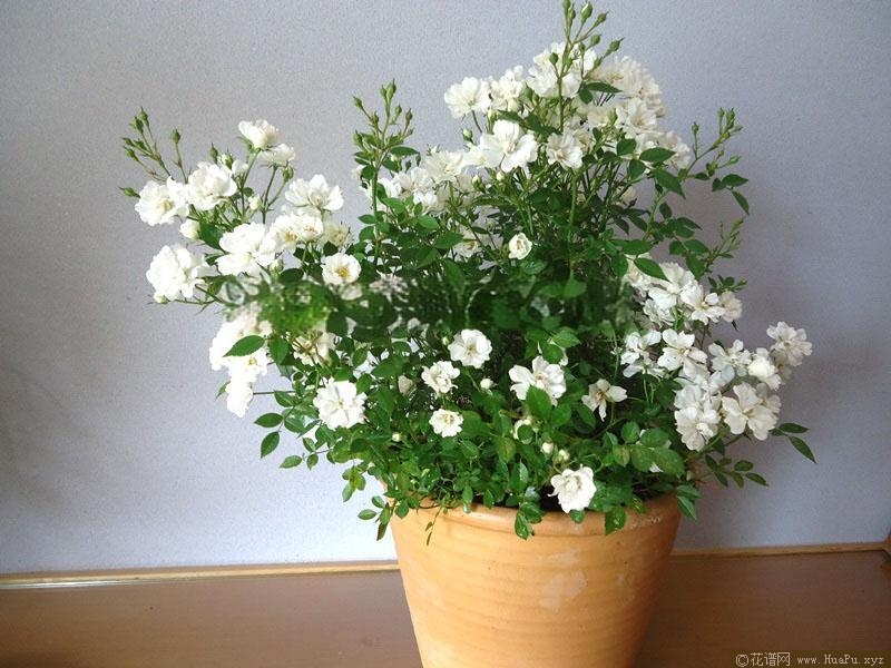 白莲花月季的优缺点