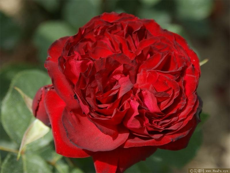 皇家花园月季的优缺点