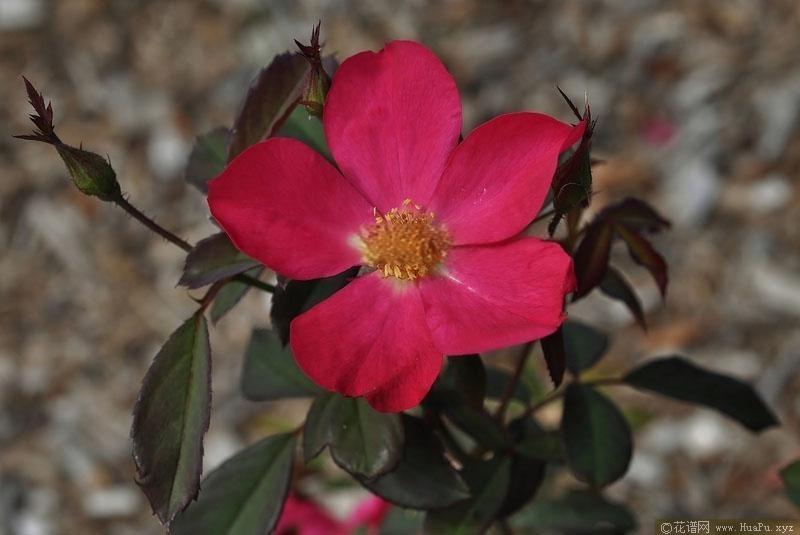 皮卡第的玫瑰月季的优缺点