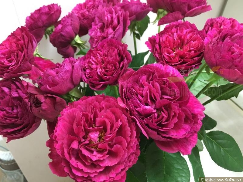 真彩230月季的优缺点