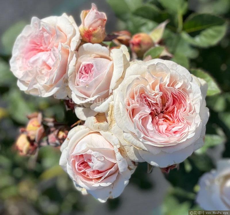 真我月季的优缺点