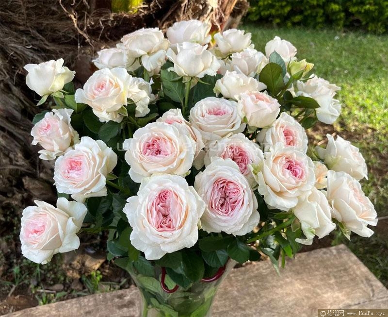 真我月季的优缺点