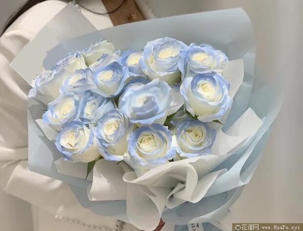 碎冰蓝月季的优缺点