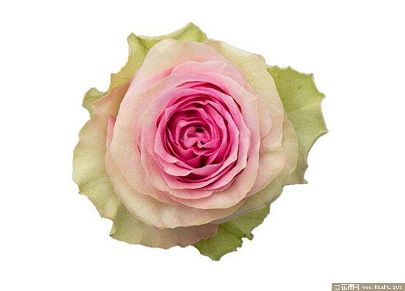 碧姬芭铎月季的优缺点