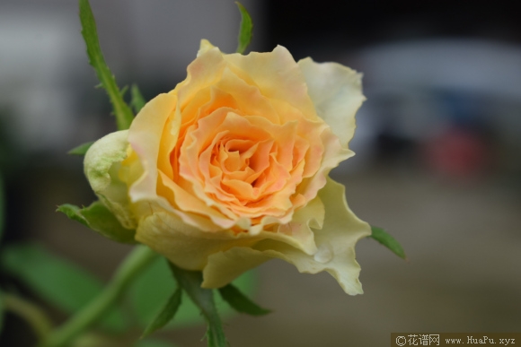 神之焰/乌列尔月季的优缺点