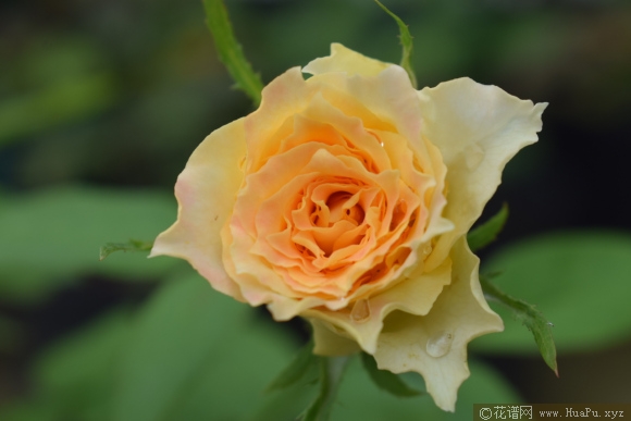 神之焰/乌列尔月季的优缺点