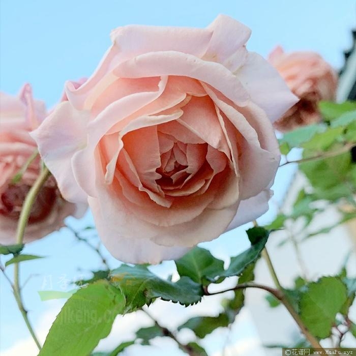 秋津岛月季的优缺点