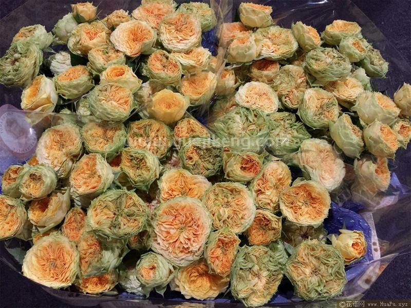 秘密迷情月季的优缺点