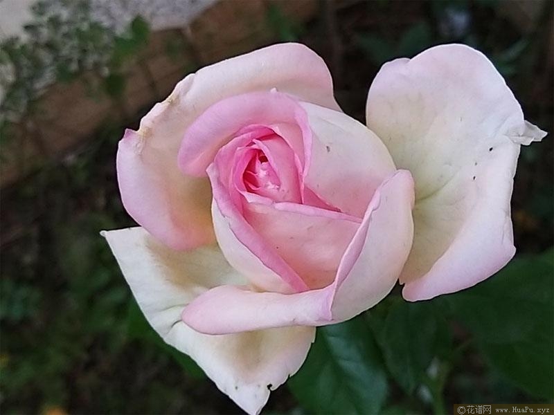 米兰少女月季的优缺点