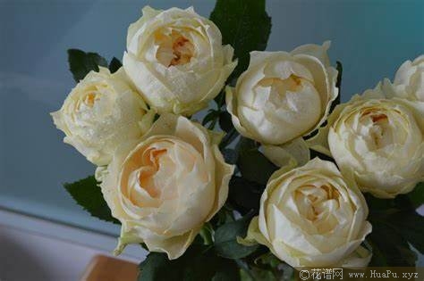 米黄运气月季的优缺点