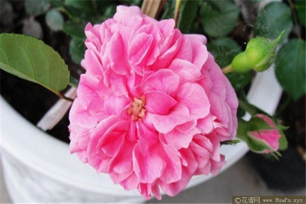 粉天鹅/粉红斯娃妮月季的优缺点