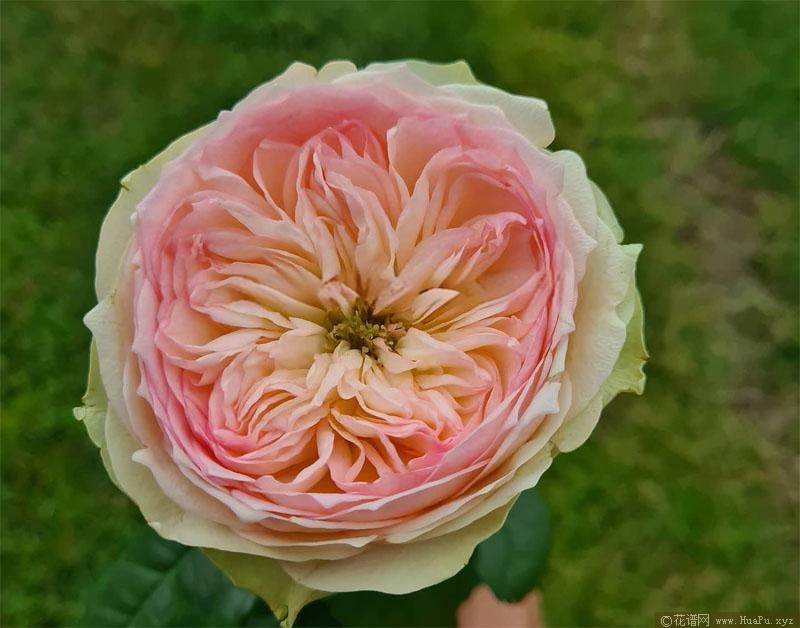 粉红派月季的优缺点