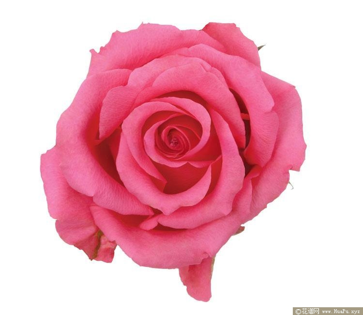 粉色芭蕾月季的优缺点
