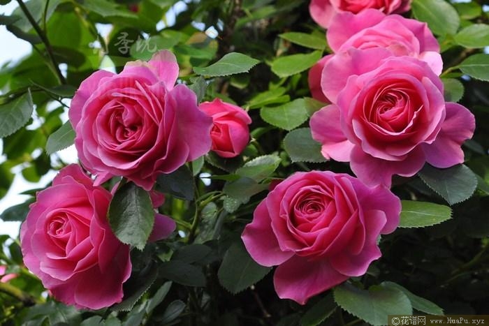 粉色达芬奇月季的优缺点