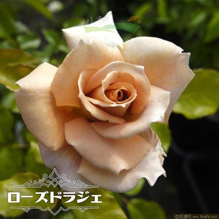 糖衣玫瑰月季的优缺点