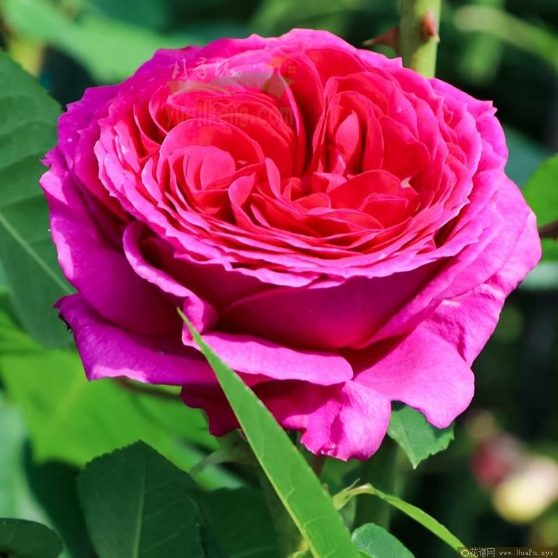 索菲·露易丝月季的优缺点