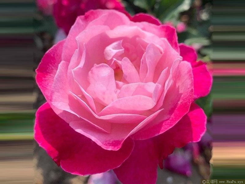索菲的长青/永恒苏菲月季的优缺点