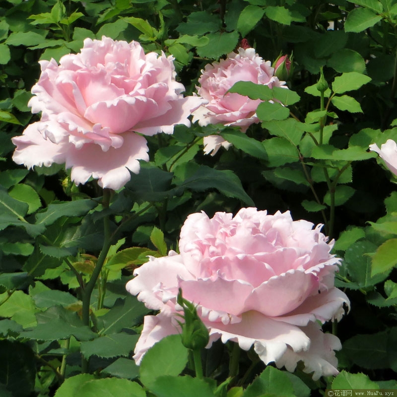 索菲罗莎月季的优缺点