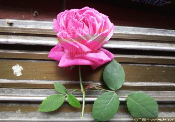 紫花月月红月季的优缺点
