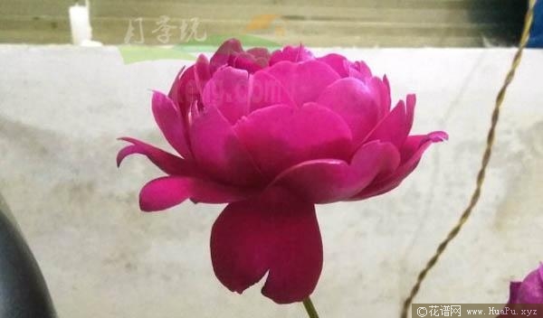 紫荷/紫丽珠月季的优缺点