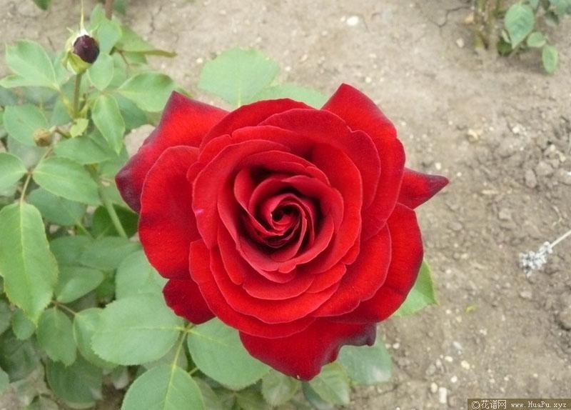红与黑月季的优缺点