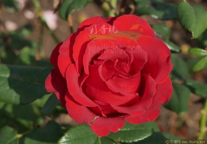 红从容月季的优缺点