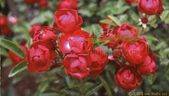 红玉月季的优缺点