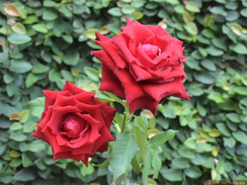 红色巴卡拉月季的优缺点