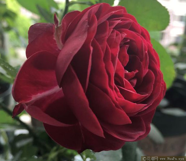 红色蕾丝/石榴石宝石/红宝石蕾丝 Red Lace月季的优缺点