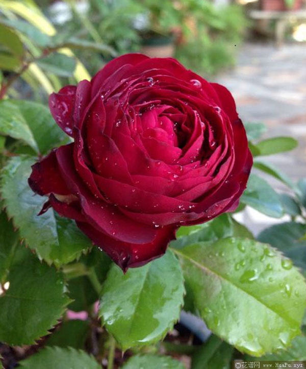 红色蕾丝/石榴石宝石/红宝石蕾丝 Red Lace月季的优缺点