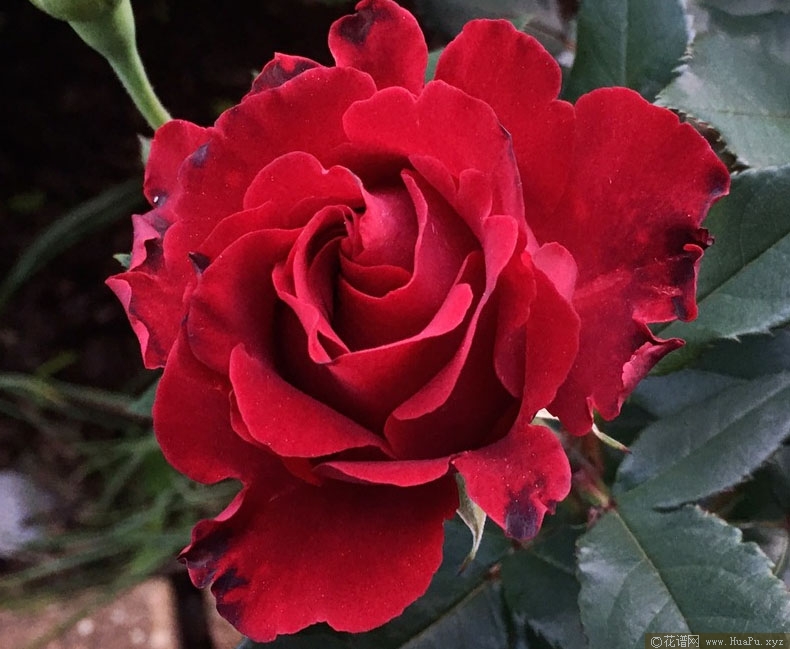 纪念芭芭拉月季的优缺点