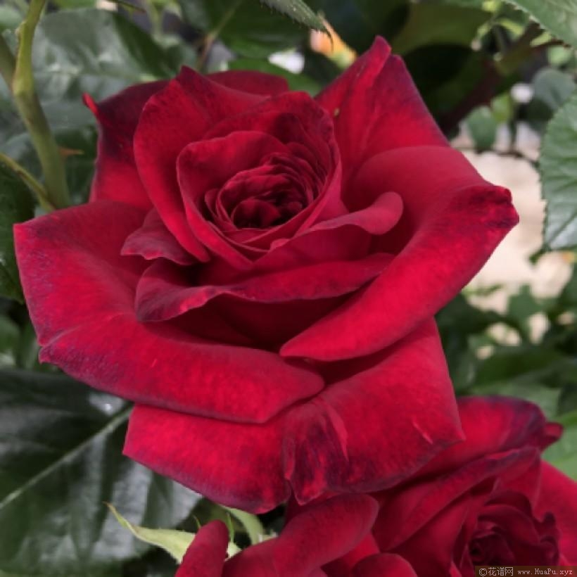 绅士花月季的优缺点