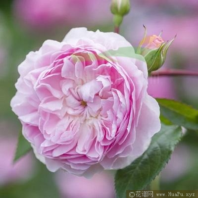 织工马南/塞拉斯·马南月季的优缺点