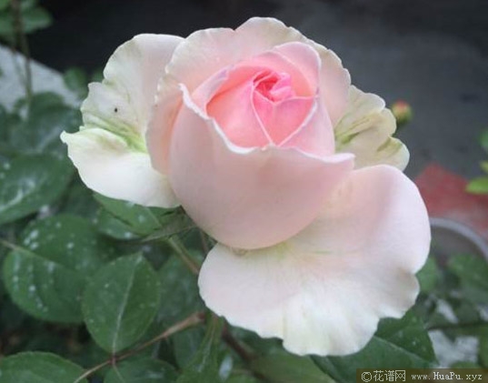 结爱月季的优缺点