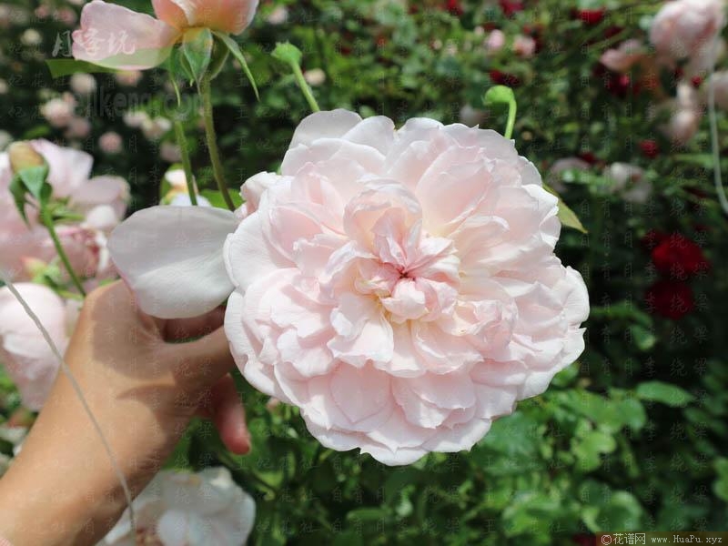 绕梁月季的优缺点