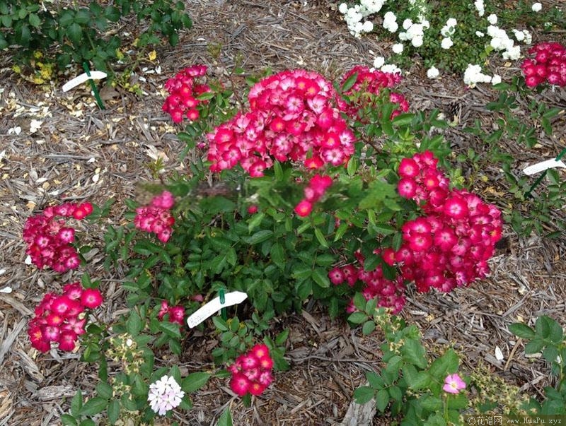 绣球花月季的优缺点